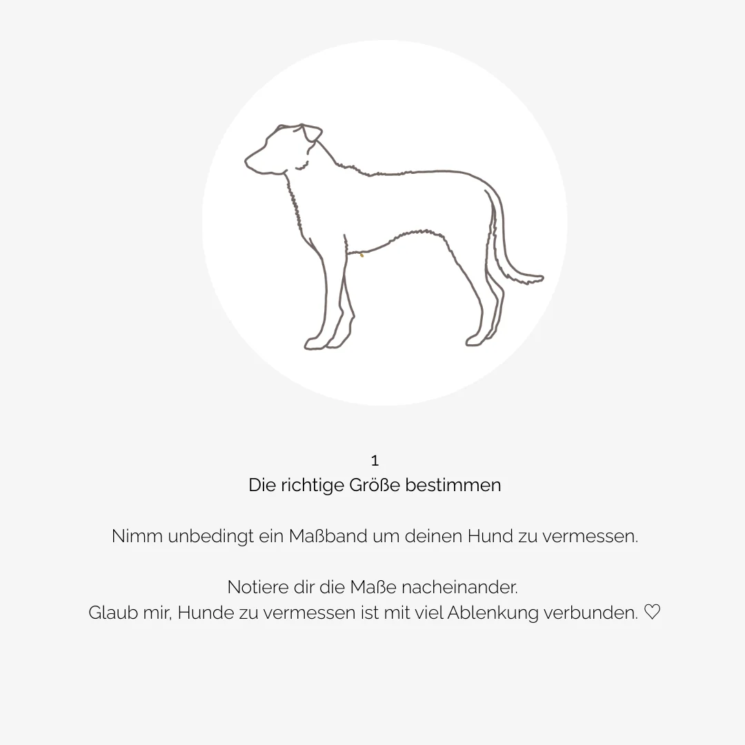 Hundegeschirr CARE blue Leaves – Bild 5